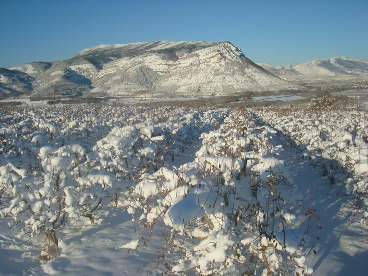 2008 Pommiers en décembre